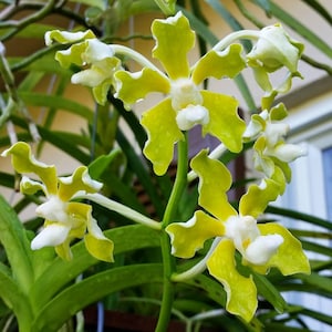 Vanda tessellata f. flava, Fragrant orchid, Species Orchid - Live plant Green Flower