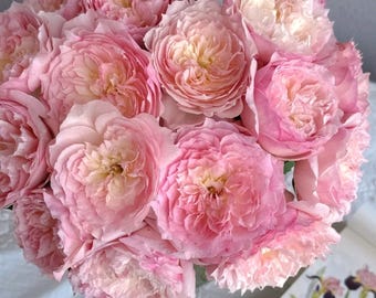 Rare Rose【Le Rire】, Shrub Rose (乐咲), 3-5gal Live Plant, Japanese Rose, Strong Fragrance, Award-Winning Rose