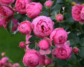 Rare Rose 'Pomponella' 艾拉绒球 Climbing Rose, 2-3gal Live Plant, Deep Pink Pompon Blooms, Prolific Climbing Shrub Rose, Disease Resistant