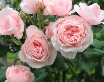 Rare Rose 'Nahéma' 娜荷马 Shrub/Climbing Rose 2-3gal Live Plant, Strong Fragrance!! Large Climber, Repeat Bloomer, Floriferous Rose,Nahema Pink