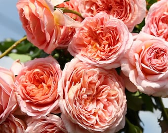 Rose 'AUScot' English Rose Shrub Rose, 3-5gal Live Plant, Disease Resistant, Heat Tolerant, Floribunda, Color Changing Pink Orange Apricot