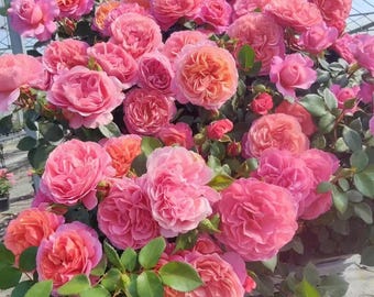 Rare Rose 'Xingchen' 星尘 Shrub Rose, 2-3gal Live Plant, Tianlang rose, Color Changing, Compact Rose, Apricot Orange Pink Rose Bloom