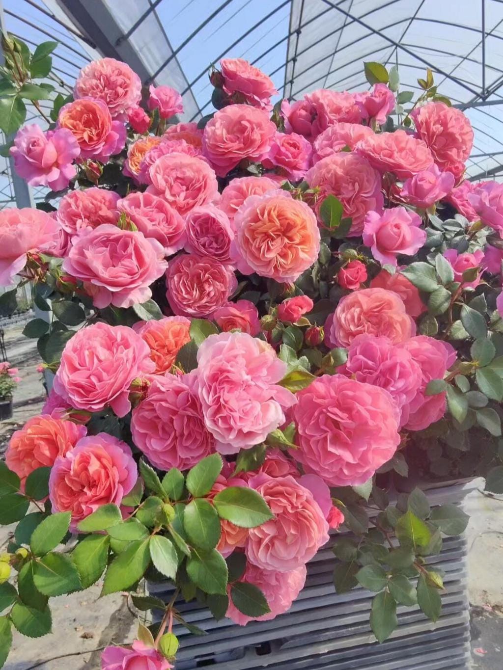 Rare Rose 'xingchen' 星尘 Shrub Rose, 2-3gal Live Plant, Tianlang