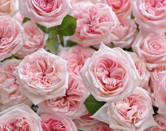 Rare Rose 'Pink O'Hara' 粉荔枝 Shrub Rose, 2-3gal Live Plant, Rose for cutting, Strong Fragrance, Lychee Scent, Long Blooming