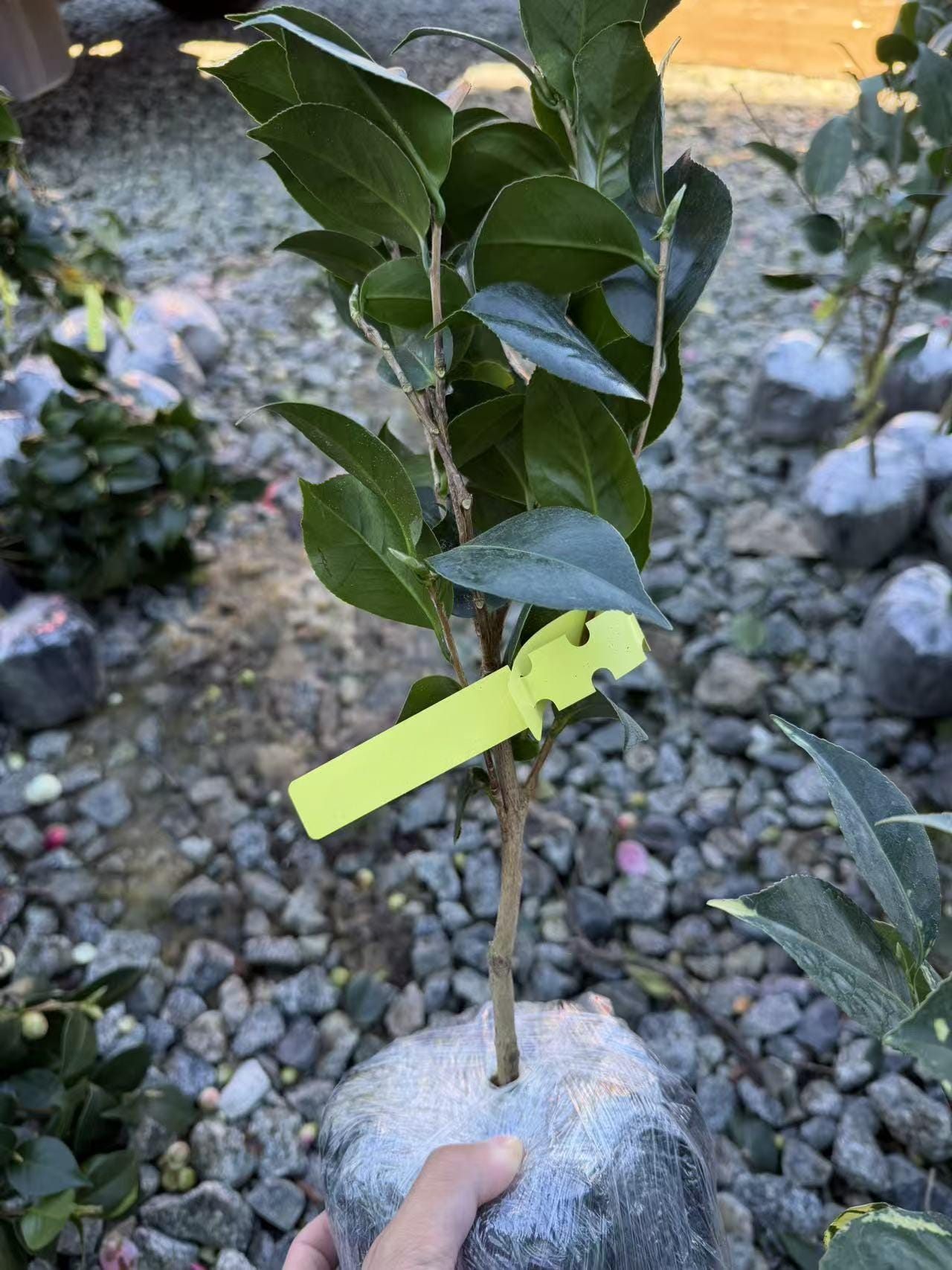 Camellia Japonica 'shiba Xueshi' 十八学士 **hand Selected Plant