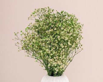 Green Baby's Breath - Preserved Gypsophila - DIY Flower Arrangements - Dried Flowers Wholesale