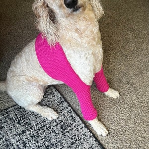 May include: A white dog wearing a pink knitted jumper. The dog is sitting on a brown carpet with a black and white rug in the foreground.