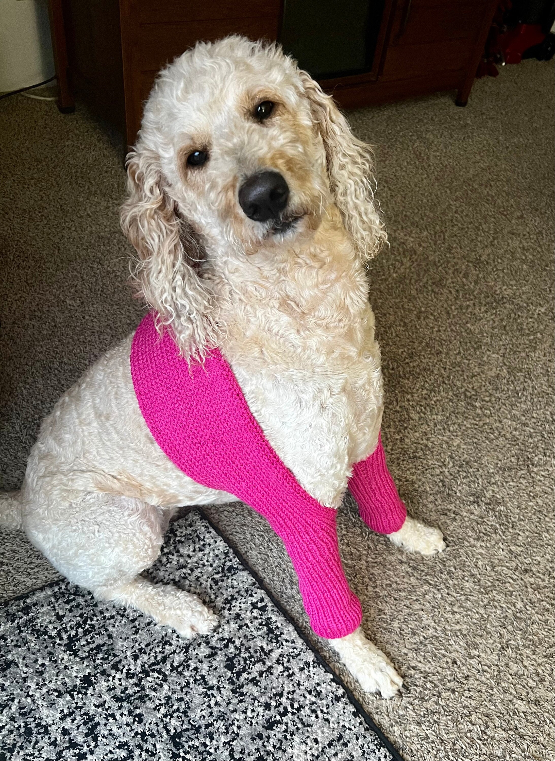 Dog wound cover sales