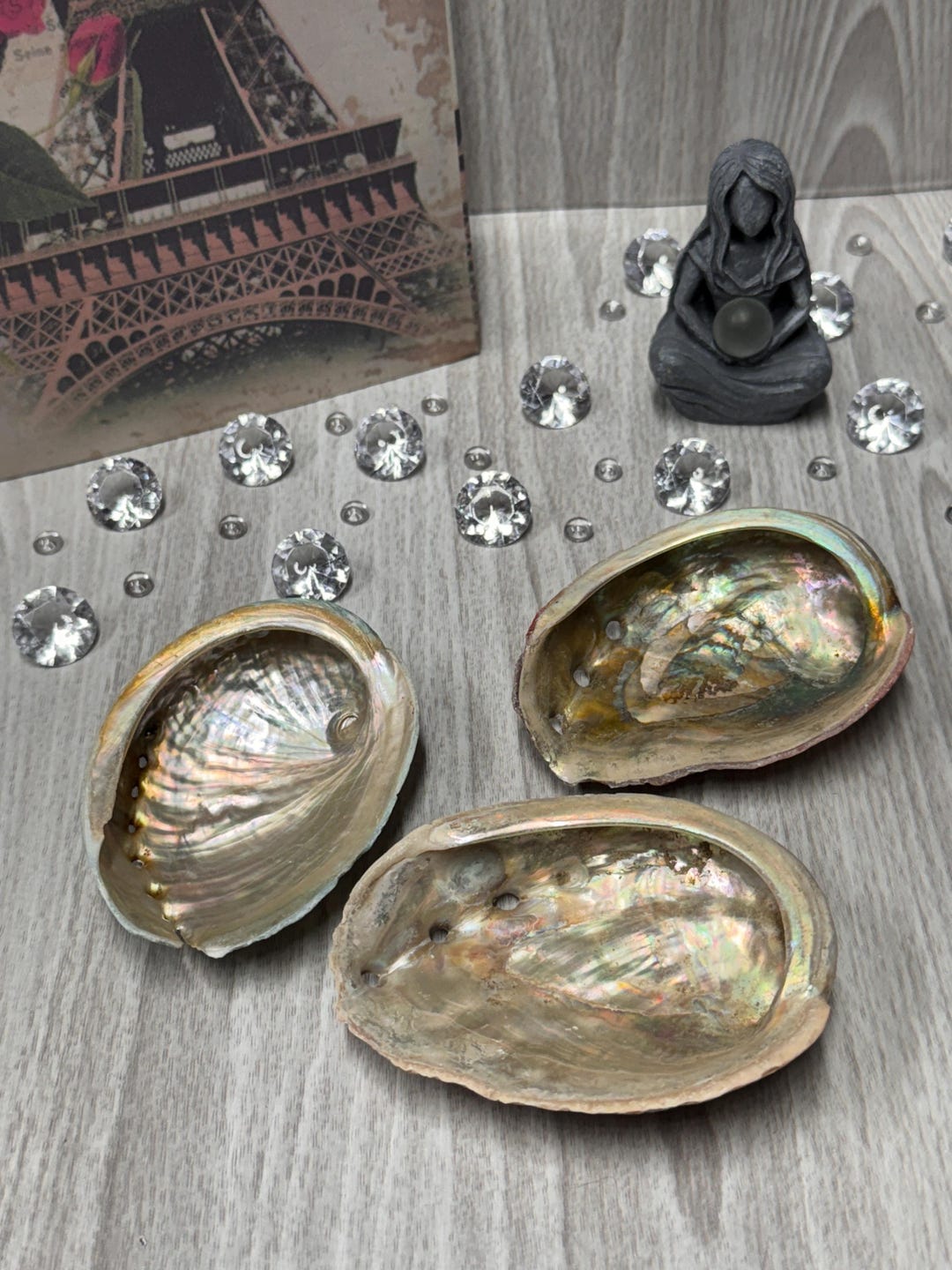 Medium Abelone Shell - Etsy