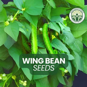 20 Wing Bean Seeds – Psophocarpus tetragonolobus Seeds for Planting, Unique Tropical Vegetable Vine, Rare Garden Edible