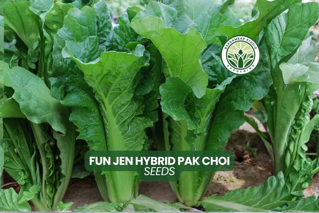 100 Fun Jen Hybrid Pak Choi Seeds Brassica Rapa Vegetable Seeds - Etsy