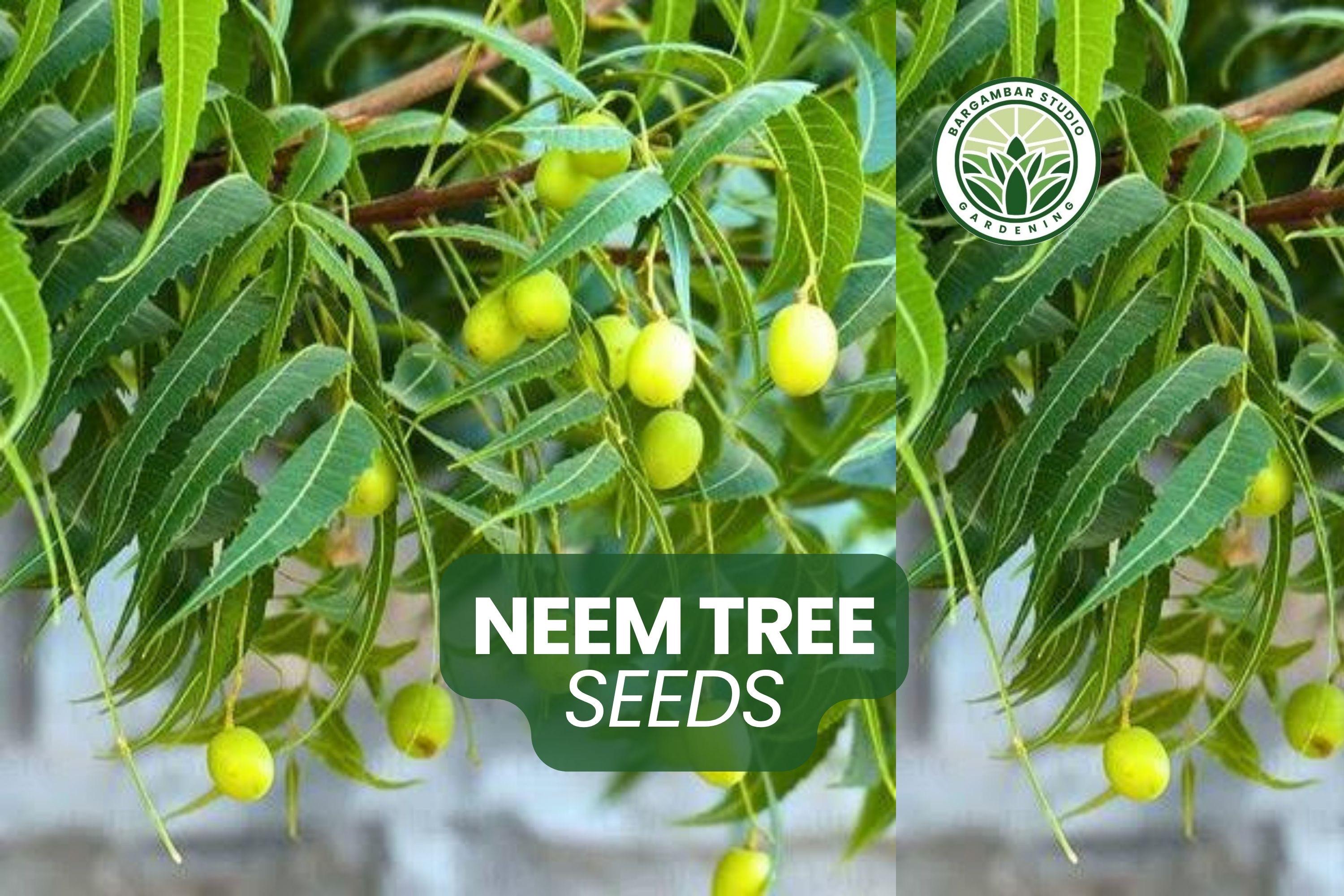 Neem Tree Seeds: Azadirachta Indica - Drought Tolerant Shade Tree - Etsy