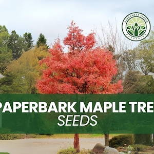 10 Paperbark Maple Tree Seeds – Acer griseum – Ornamental Tree with Peeling Cinnamon Bark – Fall Color Favorite – Non-GMO