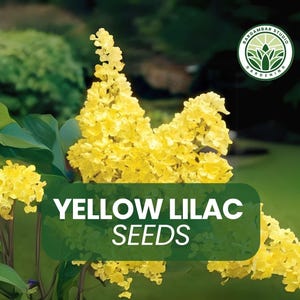 Yellow Lilac Seeds for Planting – 50 Seeds – Syringa × chinensis – Rare Fragrant Shrub – Spring Blooms – Ornamental Bush