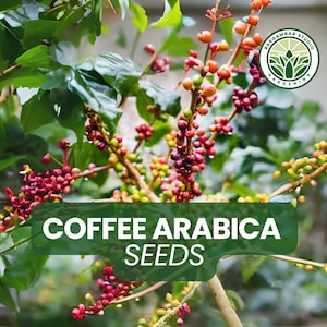 20 Coffee Seeds for Planting – Grow Your Own Coffee Beans – Coffea arabica – Indoor or Tropical Garden Plant – Non-GMO Seeds