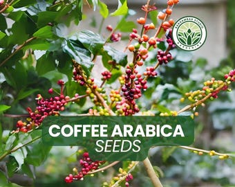 Coffea Arabica Coffee Seeds: Grow Your Own Coffee Beans - Non-GMO