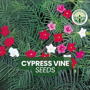 50 Cypress Vine Seeds – Hummingbird Vine Plant – Delicate Star-Shaped Flowers – Fast-Growing Climber – Red Pink White Bloo