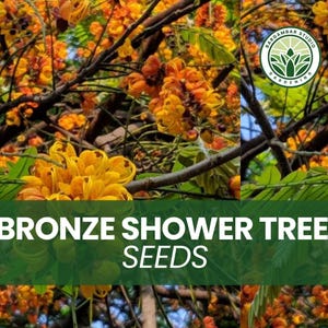 Bronze Shower Tree Seeds – 10 Seeds – Cassia Moschata– Ornamental Flowering Tree – Tropical Fast Grower – Rare Shade Tree
