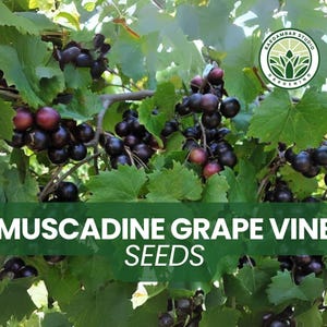 Muscadine Grape Vine Seeds – 5 Vitis rotundifolia – Hardy Climbing Vine with Glossy Foliage & Edible Grapes