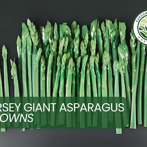 25 Jersey Giant Asparagus Crowns – High-Yield, Disease-Resistant, All-Male Hybrid – Bare Root Plants for Garden Planting