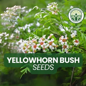 Yellowhorn Bush Seeds – 6 Xanthoceras sorbifolium – Rare Ornamental Shrub with White Blooms & Unique Garden Foliage
