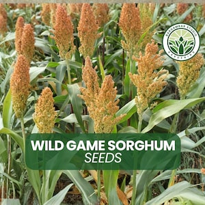 May include: A field of wild game sorghum plants with tall stalks and seed heads in shades of orange and yellow. The image includes the text "WILD GAME SORGHUM SEEDS" on a green banner.