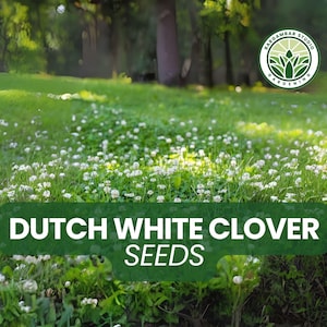 500 Dutch White Clover Seeds – Trifolium repens – Ground Cover or Cover Crop – Lawn Alternative – Pollinator-Friendly