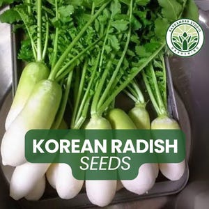Korean Radish Seeds – 100+ Raphanus sativus – Crisp White Root Vegetable for Home Garden & Fall Planting