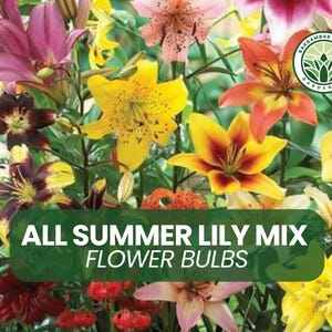 5 All Summer Lily Mix Bulbs – Asiatic, Oriental, Trumpet, Tiger Lily Bulbs for Planting, Colorful Garden Flowers