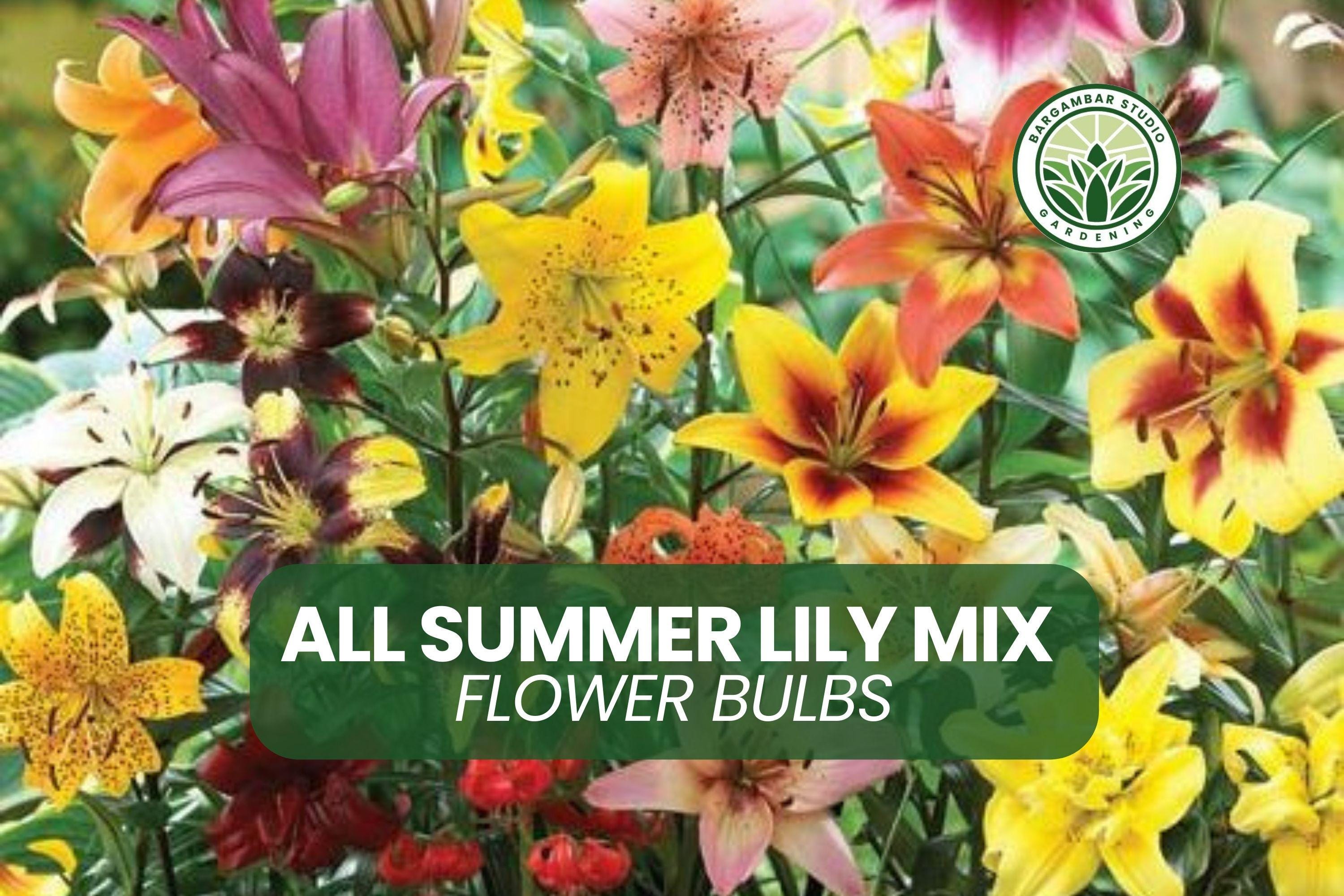 5 Summer Lily Mix Bulbs: Asiatic, Oriental, Trumpet, Tiger Lilies