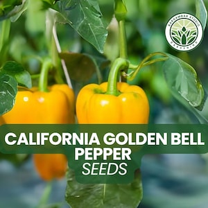 100 California Golden Bell Pepper Seeds – Sweet, Crisp & Vibrant Yellow – Non-GMO Heirloom Variety – Great for Garden or Pots