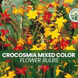 20 Crocosmia Mixed Color Flower Bulbs – Summer Blooming Perennials for Planting, Hummingbird Garden, Easy to Grow