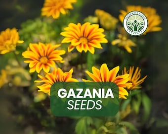 100 Gazania Seeds: Drought Tolerant, Colorful Blooms