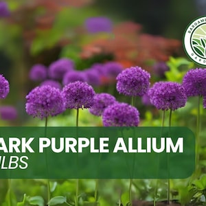 10 Dark Purple Allium Bulbs – &#39;Purple Sensation&#39; – Late Spring Blooming Perennial – Deer-Resistant, Pollinator-Friendly