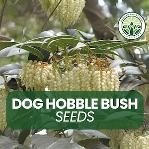 Dog Hobble Bush Seeds – 40 Seeds – Leucothoe fontanesiana – Evergreen Shrub – Shade-Loving Ornamental – Wildlife-Friendly