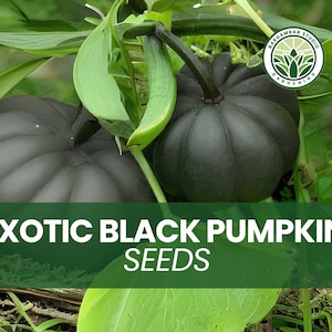 10 Exotic Black Pumpkin Seeds – Unique Heirloom Variety – Decorative Edible Squash – Garden Showstopper – Non-GMO