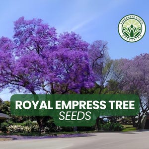 50 Royal Empress Tree Seeds – Paulownia tomentosa – Fast-Growing Ornamental Tree with Purple Blooms – Non-GMO – Hardy & Showy
