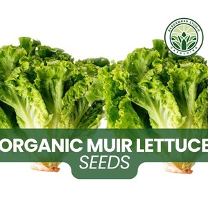 50 Organic Muir Lettuce Seeds – Heat-Tolerant Loose Leaf Lactuca sativa, Fast Growing Greens for Summer Garden