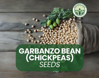 500 Garbanzo Bean Seeds: Heirloom Chickpeas - Drought Tolerant, Non-GMO