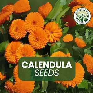 200+ Calendula Seeds – Calendula officinalis – Bright Orange & Yellow Blooms – Pollinator-Friendly – Easy Annual – Non-GMO