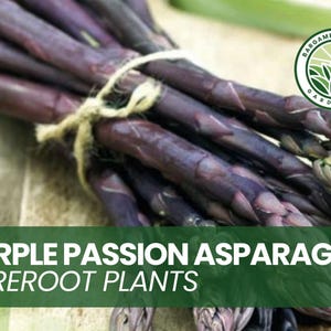 10 Purple Passion Asparagus Crowns – Sweet, Tender Perennial – Bare Root Plants