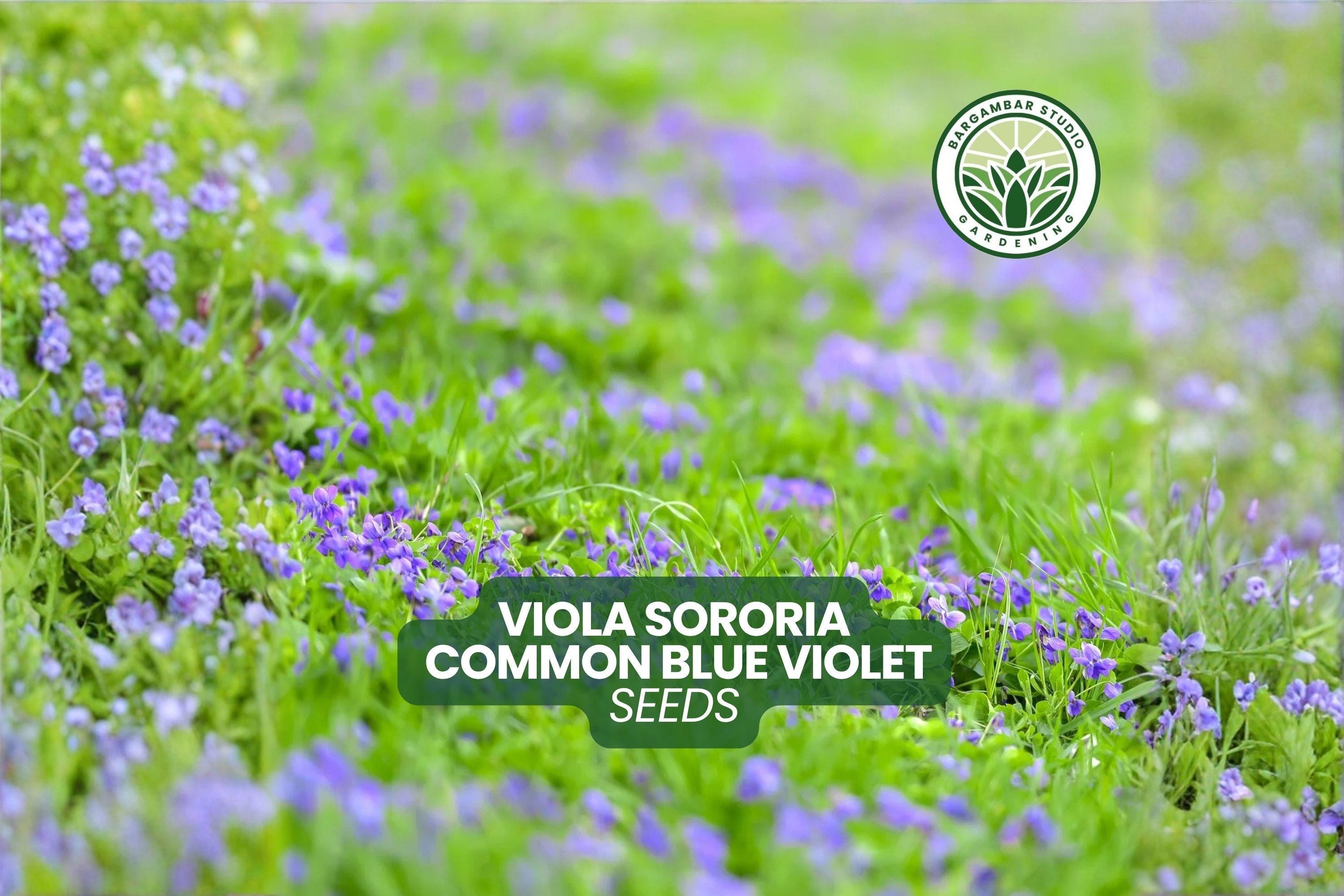 25 Viola Sororia Seeds Common Blue Violet Native Groundcover Flower ...