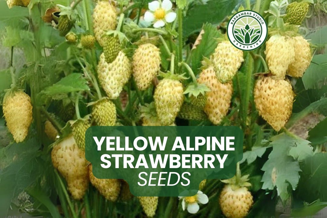 Yellow Alpine Strawberry Seeds: Rare Everbearing Golden Berries - Etsy
