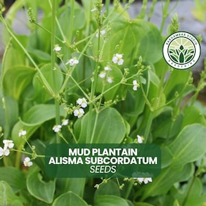 May include: Close-up of Mud Plantain (Alisma subcordatum) with green leaves and small white flowers. The image includes the text "MUD PLANTAIN ALISMA SUBCORDATUM SEEDS" on a green background. The image also includes a logo for Gardamear Studio Gardening.