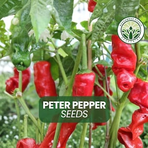 flame sword plant Red Flame Sword (Echinodorus 'Red Flame') Potted Plant main image 0