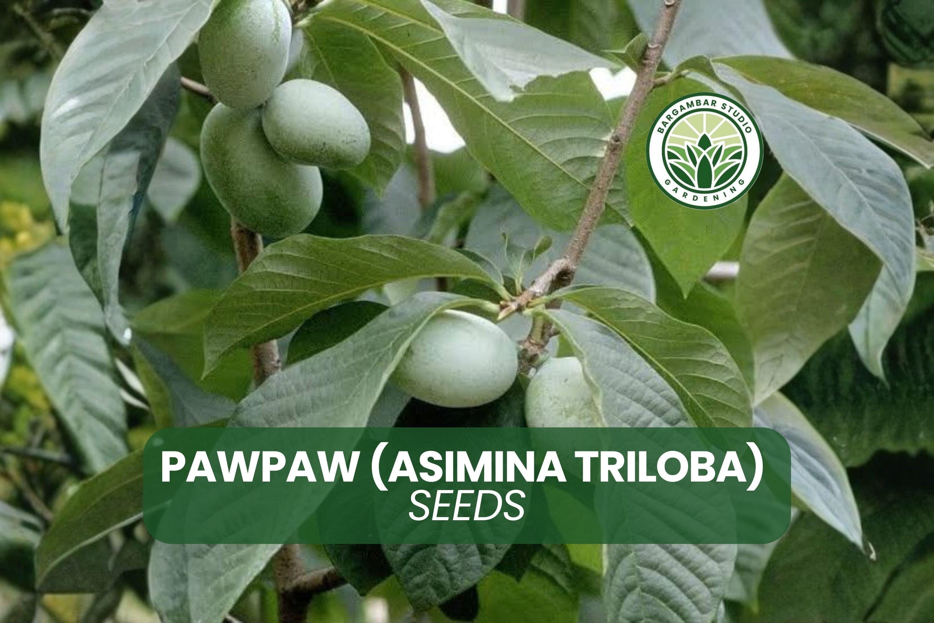 Pawpaw Tree Seedlings (asimina Triloba) | Native Fruit Tree - 5 Live ...