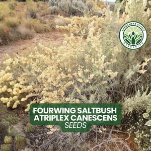 May include: An image of Fourwing Saltbush (Atriplex canescens) plants with seeds. The plants have light green and yellow foliage, set against a backdrop of dry, brown terrain. The image includes a logo for a gardening studio.