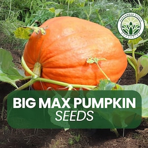 20 Big Max Pumpkin Seeds – Giant Heirloom Variety – Huge Orange Pumpkins – Fall Harvest or Display – Non-GMO – Easy to Grow