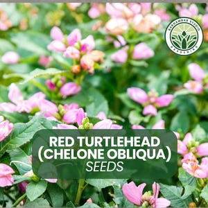 May include: A white ceramic mug with a black handle and the text "But First, Coffee" in a black, bold font. The mug is on a white surface. The mug is 4 inches tall.