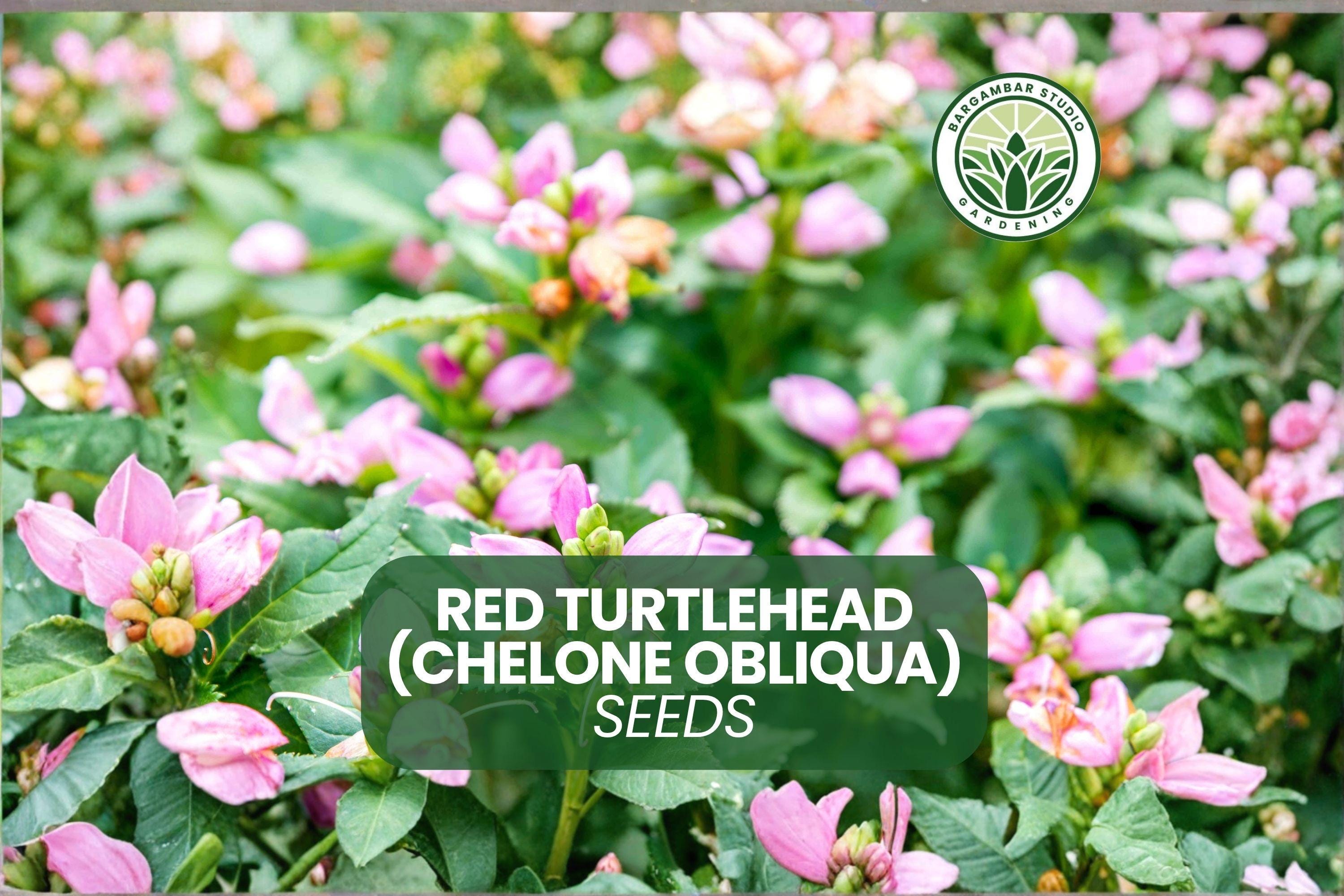 Red Turtlehead 50 Chelone Obliqua Seeds Red Turtlehead Pink Flower Seeds Perennial ...